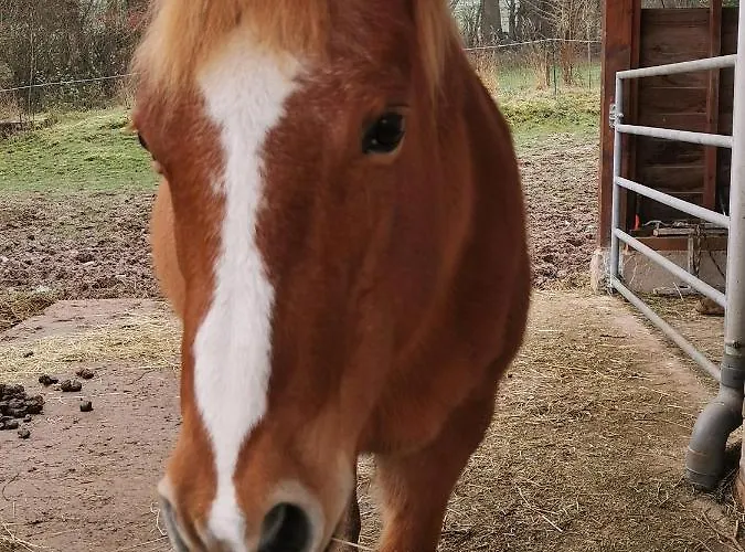Bed & Breakfast Maison Normande 3*